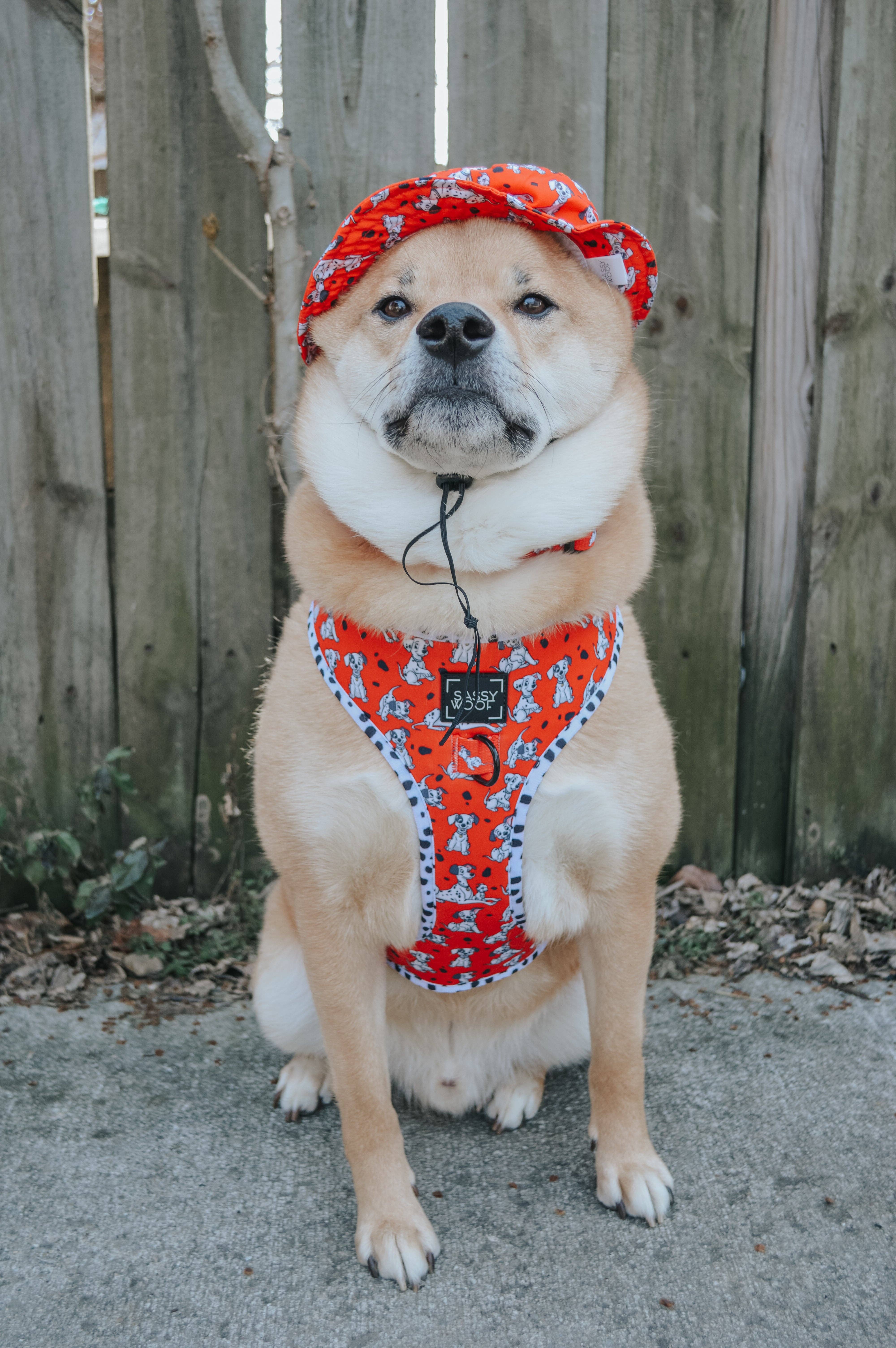 SASSY WOOF - Wholesale Pet Hat - Dog - Dog Bucket Hat - Disney's 101 Dalmatians4