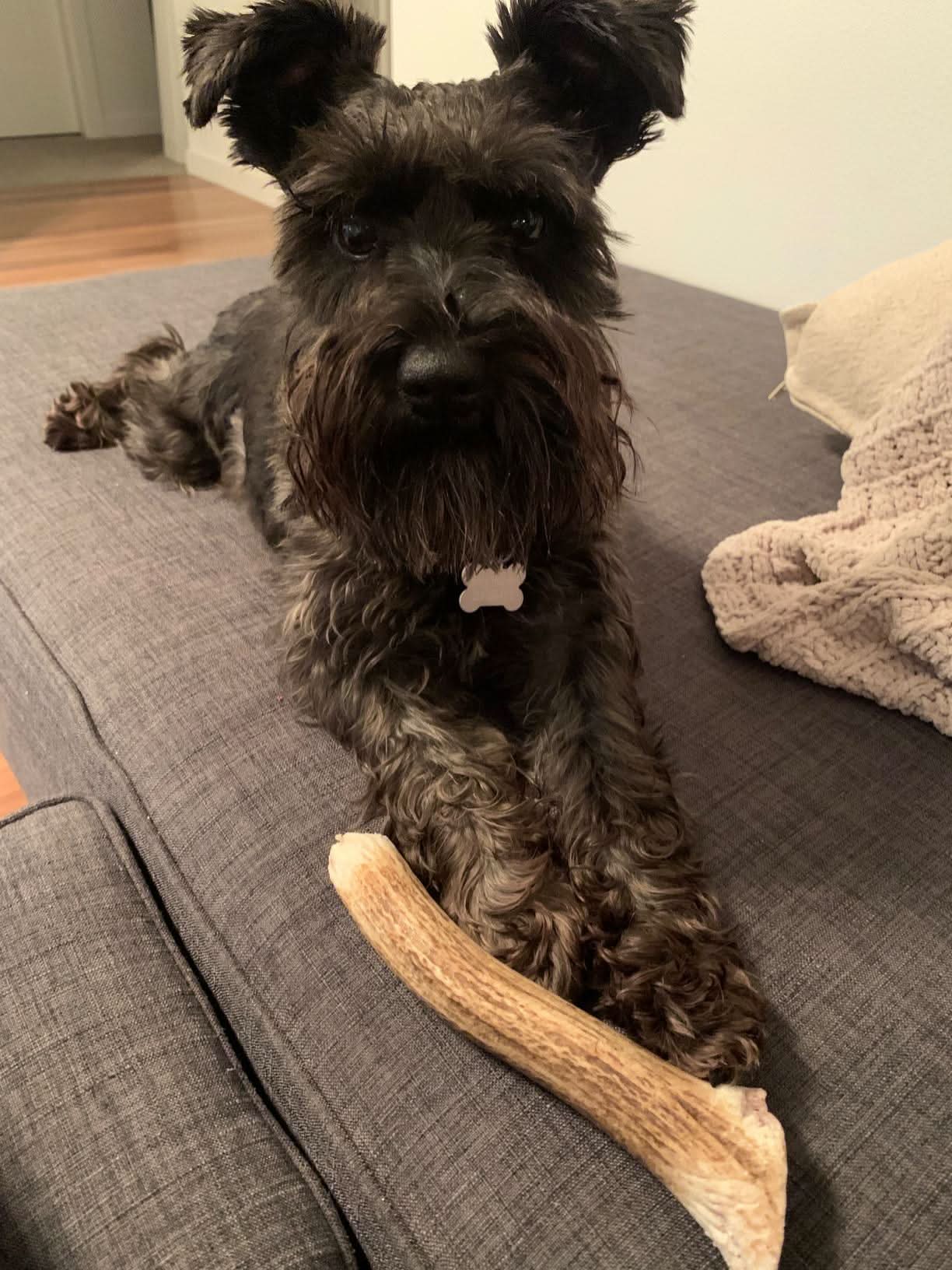 Heartland Antlers - Wholesale Pet Chew Toy - Dog - Whole Elk Antler Chew - Medium (25-45 lbs)3