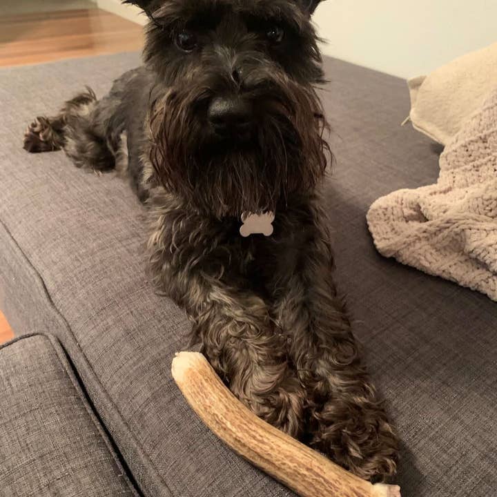 Heartland Antlers - Wholesale Pet Chew Toy - Dog - Whole Elk Antler Chew - Medium (25-45 lbs)3