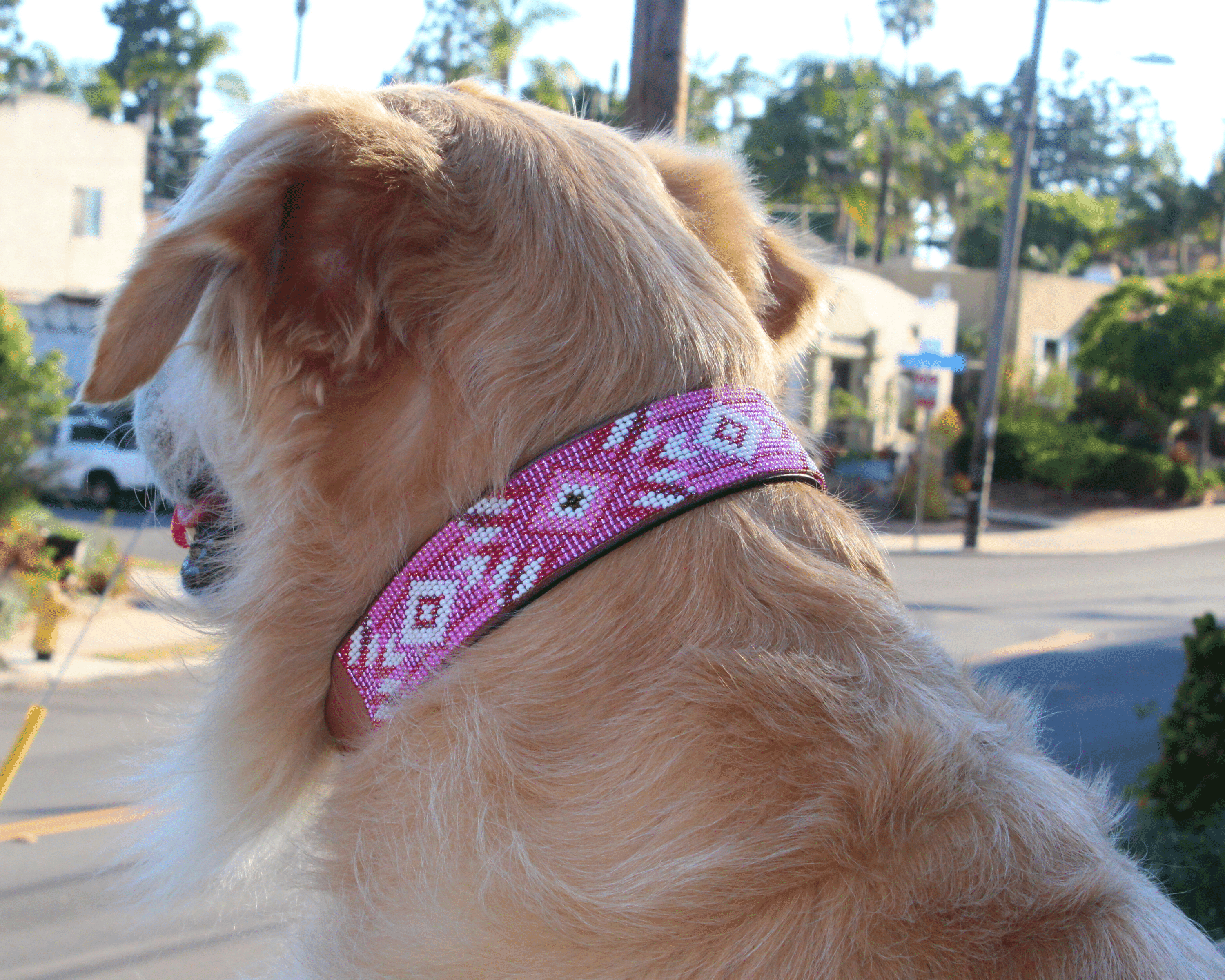 Sambboho - Wholesale Pet Collar - Dog - Melrose Sambboho Dog Collar (Deluxe Edition)5