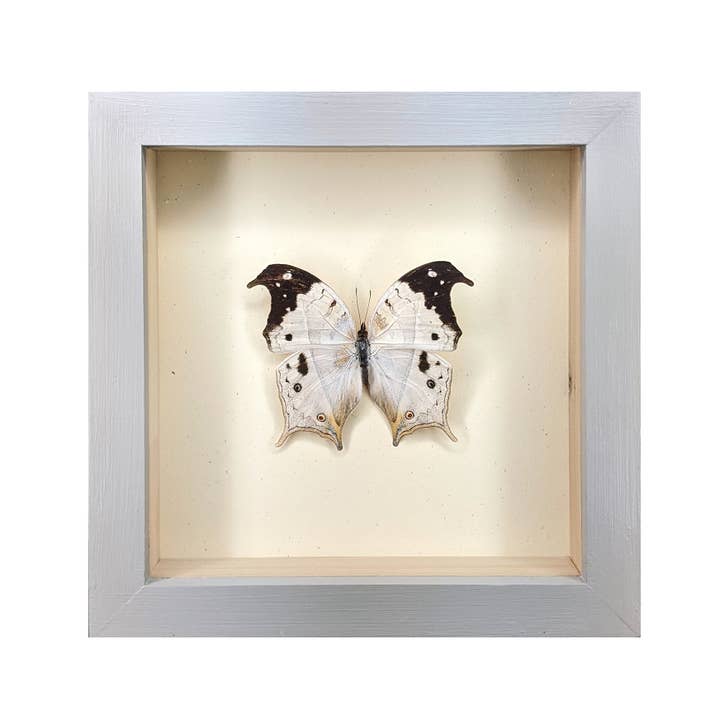 Green Beetle Shop - Wholesale Wall Accent - Mother-of-Pearl Butterfly Shadowbox