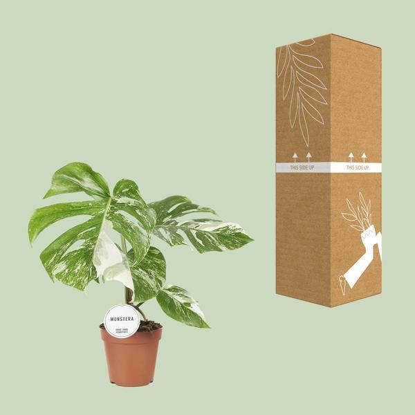 Oasis of Life - Venta al por mayor Plantas naturales - Monstera Deliciosa Variegata – Planta de interior Ø15cm ↕45cm – Rara Monstera variegada con hojas blanco-verdes – Planta trepadora tropical y purificadora de aire – Para salón y oficina2