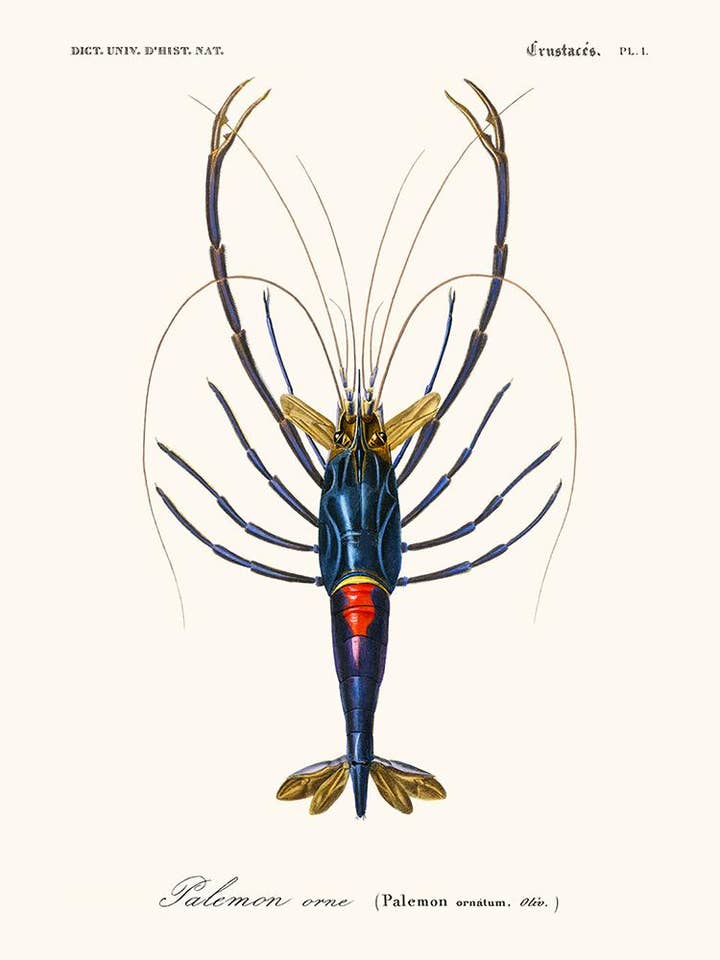 Palemon für den Großhandel von Salam Editions