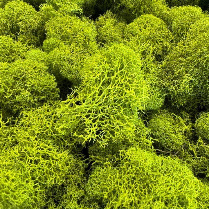Cute Farms - Wholesale Live Plant - Reindeer Moss - Green