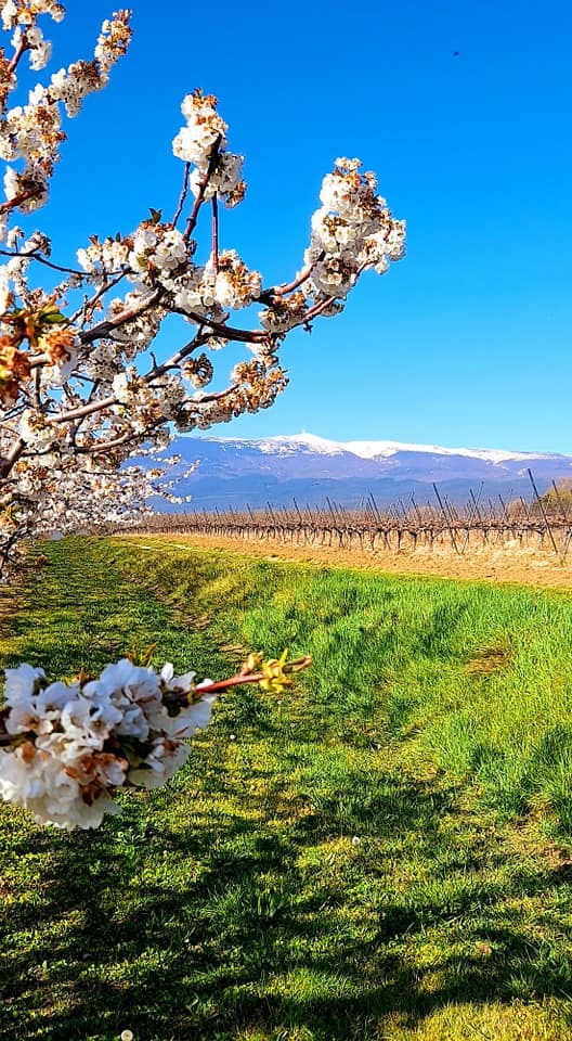 CONSERVES GUINTRAND – Conservas de fruta por atacado – Cerejas descaroçadas em calda P. Guintrand lata 4/42