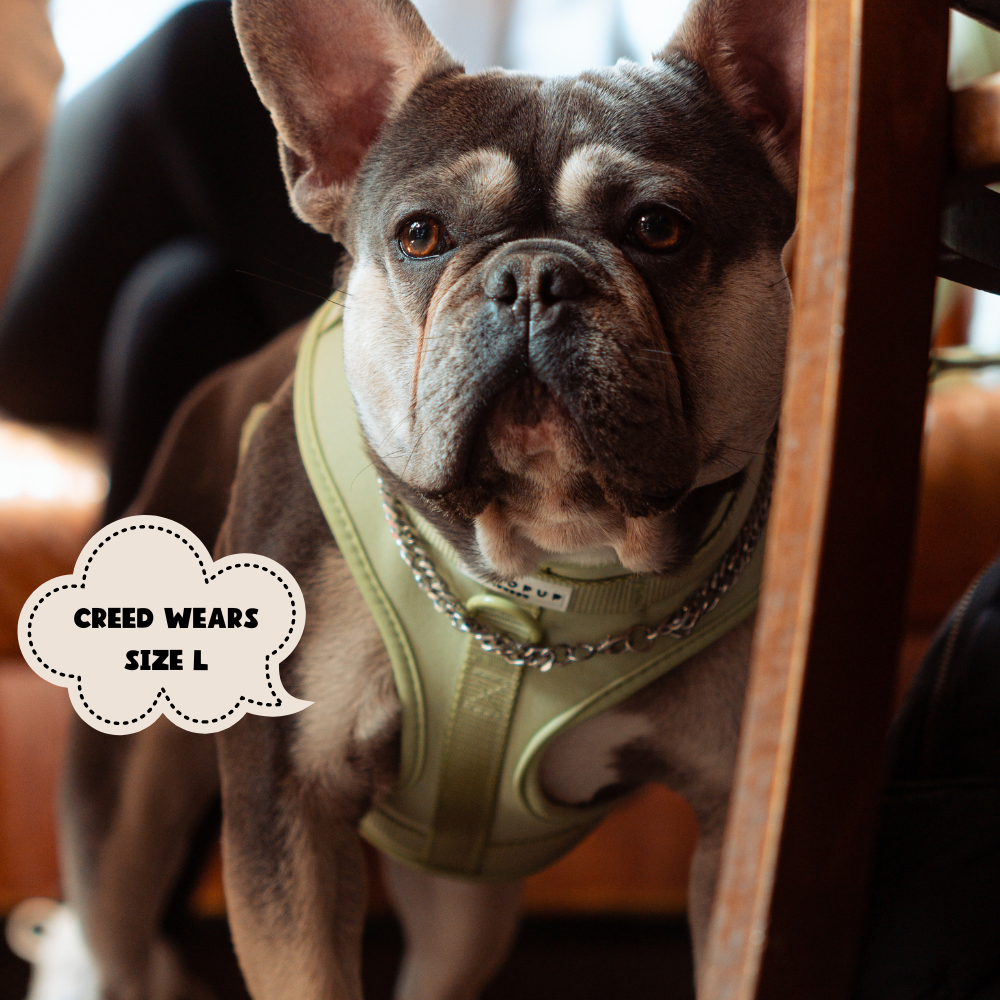 Cocopup London - Wholesale Pet Harness - Dog - NAKD Adjustable Neck Harness - Matcha8