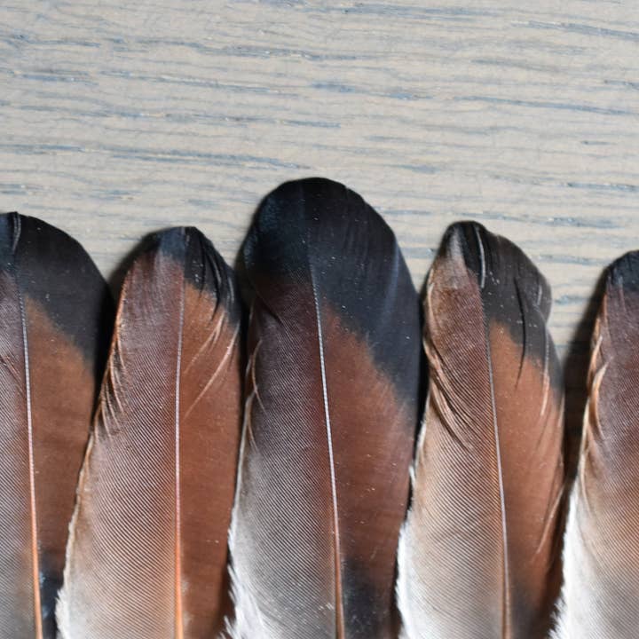 Plumes Naturelles – wholesale Craft supplies – Jay feathers4