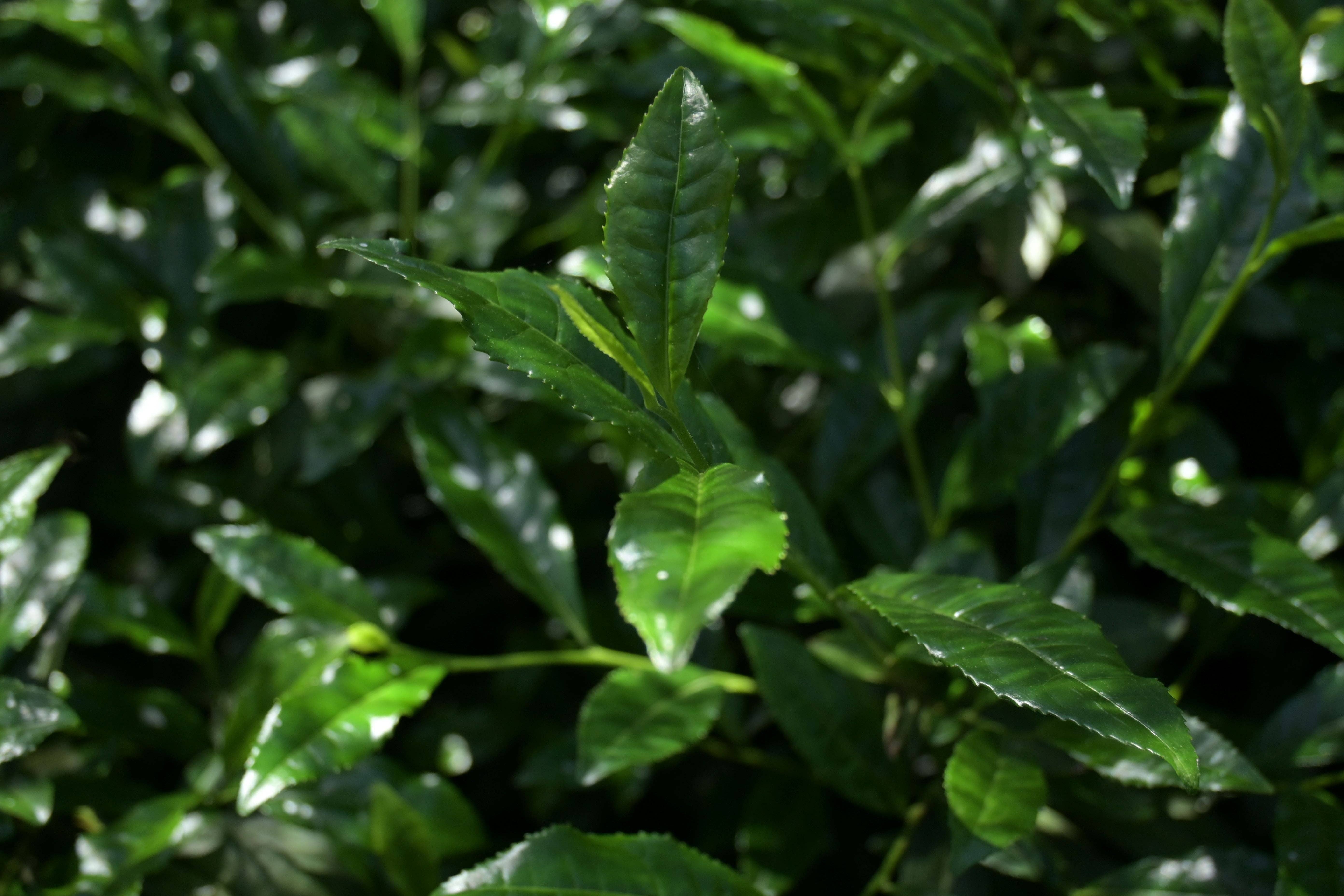 Tori Chan Organic Matcha - Wholesale Health/Detox Tea - Organic Matcha4