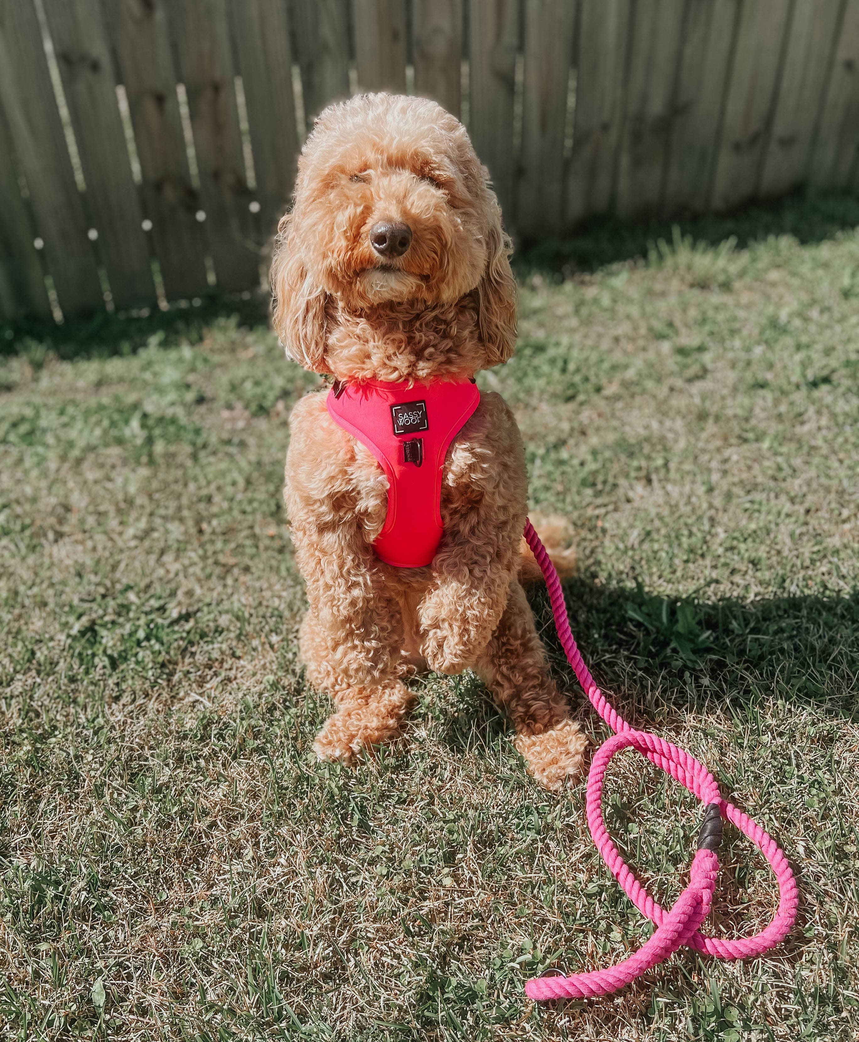 SASSY WOOF - Wholesale Pet Harness - Dog - Dog Adjustable Harness - Neon Pink6
