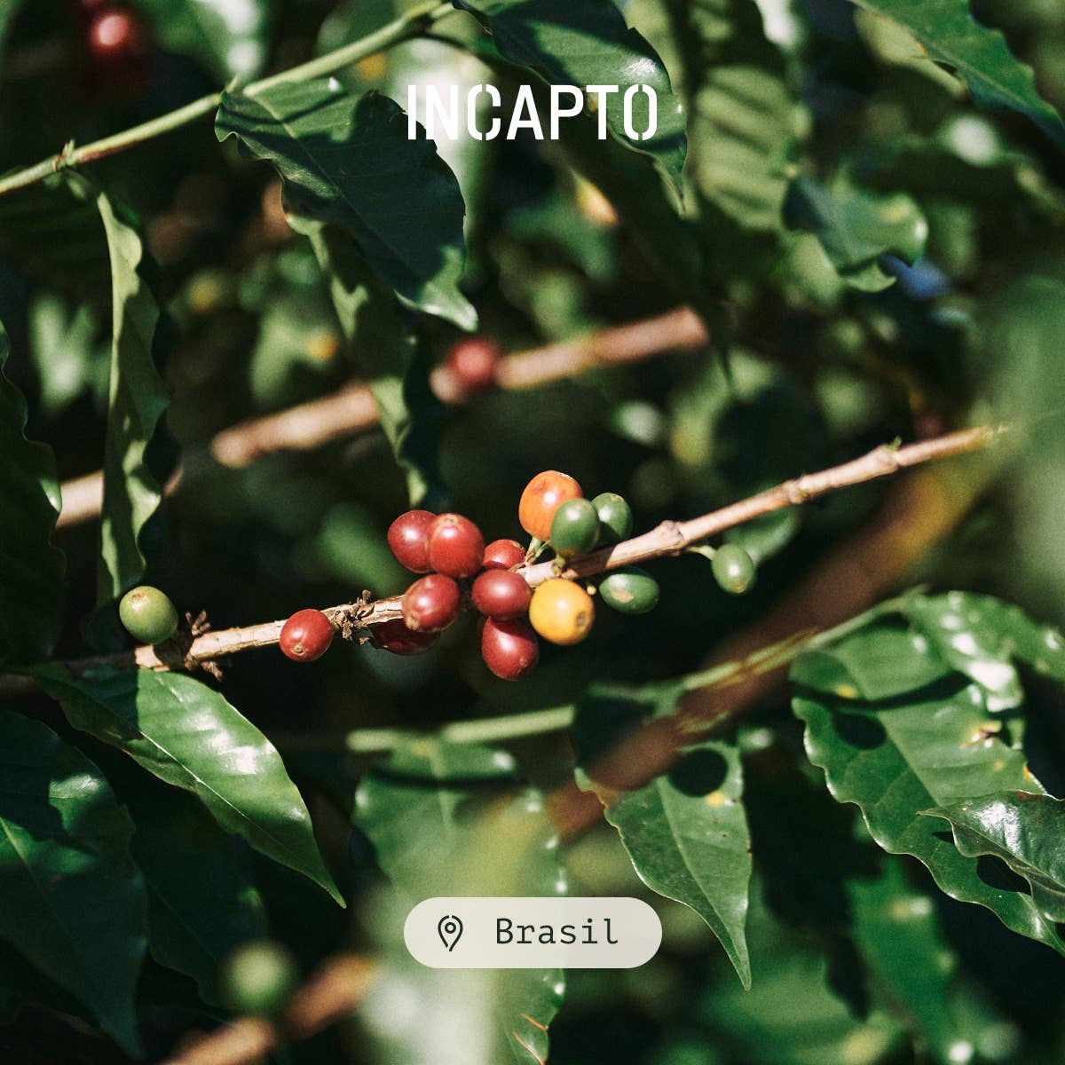 INCAPTO COFFEE - Wholesale Koffiebonen - 100% Arabica-cafeïnevrije speciale bonenkoffie4