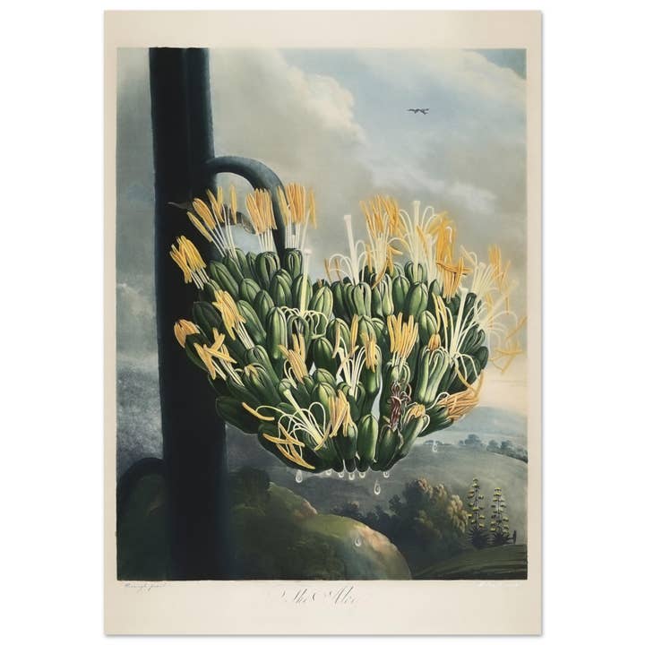 O aloé por atacado de Maison de Paloma