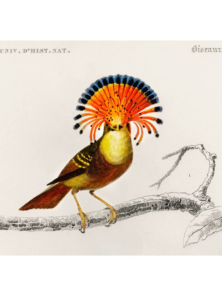 Golden Pheasant for wholesale by Sweet Tree Cards