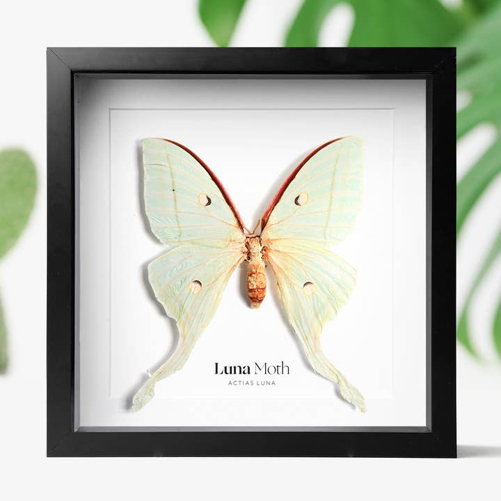 Luna Moth Butterfly Insect Bug Taxidermy Box Frame for wholesale by Curated Studio