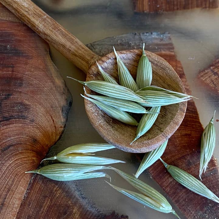 Vida pour Tea - Wholesale Herbs - Cherokee, Wildcrafted Milky Oat Tops