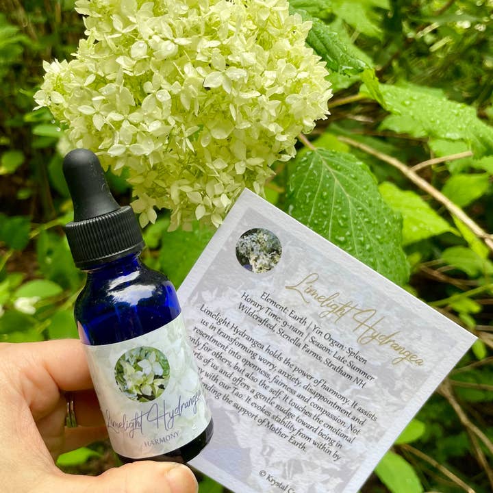 Stenella Farms - Wholesale Flower Essence - Limelight Hydrangea Flower Essence
