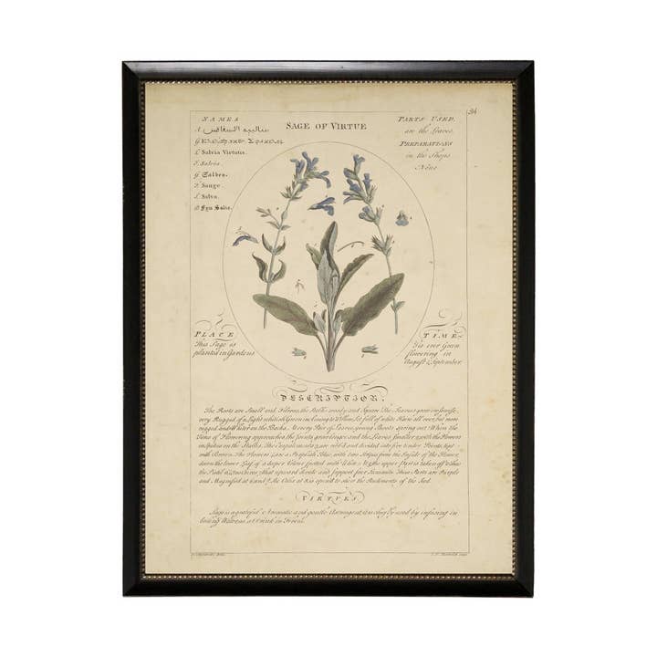 Vintage Flower Study Aa for wholesale by Antique Curiosities Inc