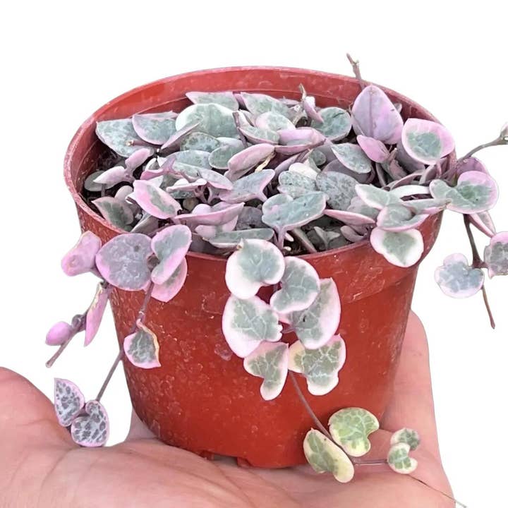 Nanu's Nursery - Wholesale Live Plant - Variegated String of Hearts | Indoor Vining Houseplant | 4"