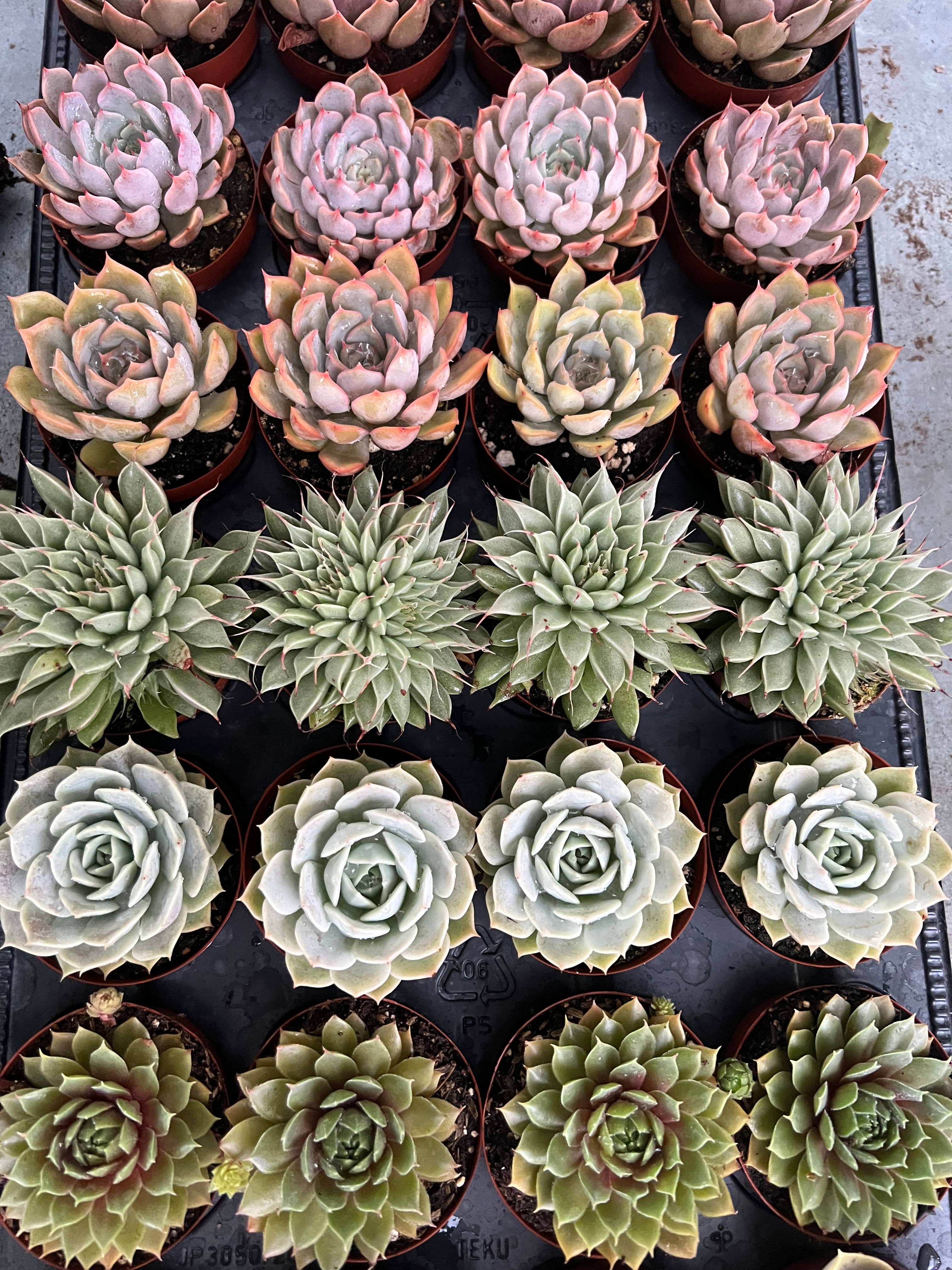 Dutch Touch Growers - Wholesale Succulent - 28 - Assorted Live Succulent 2.5" Plants4