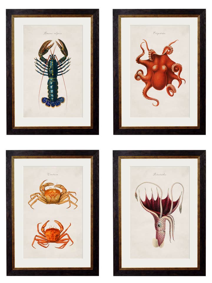 c.1876 Collection of Marine Animals for wholesale by T A Interiors Wall Art & Mirrors
