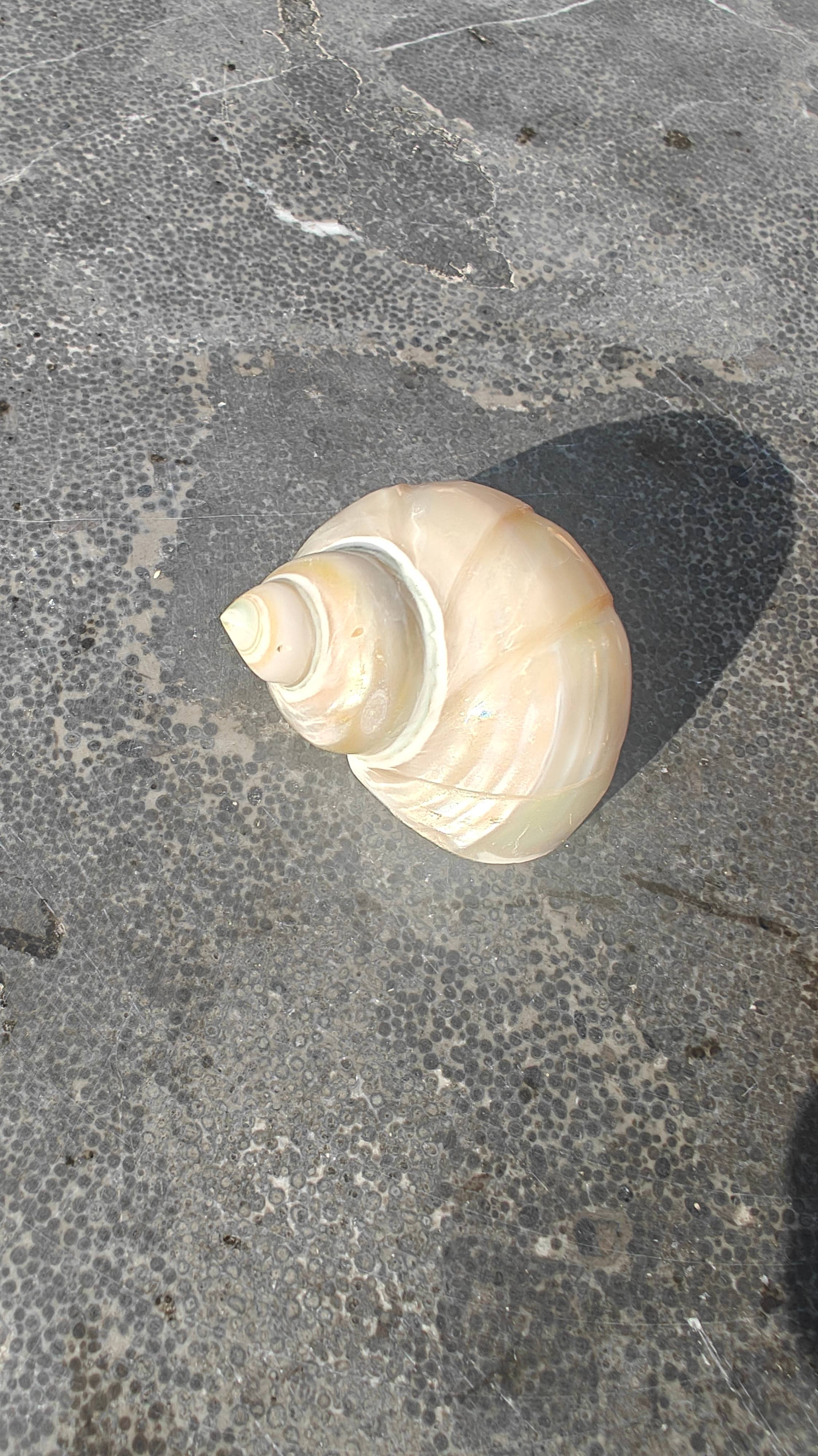 Product Import Holland - Wholesale Decorative Tabletop Object - Talembu Ukir - shells - decoration - beach - boho3
