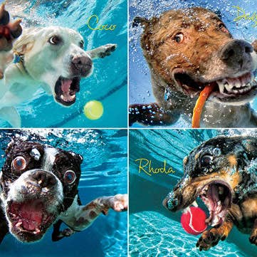 Willow Creek Press & Gifts - Wholesale Puzzle - Adult - Underwater Dogs: Pool Pawty 1000-Piece Puzzle