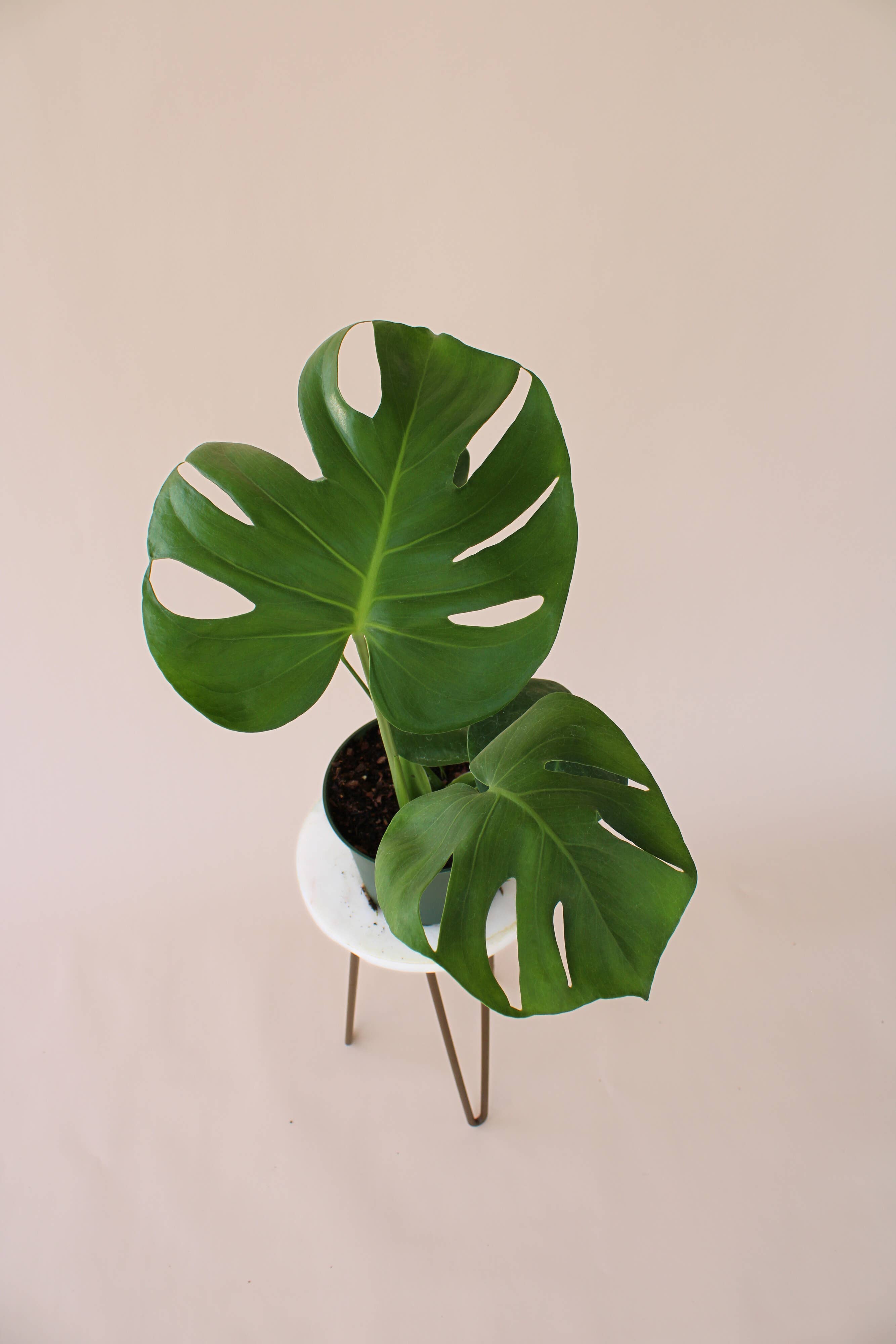 Hidden Valley Ranch & Nursery Inc - Wholesale Live Plant - 6" Monstera Deliciosa **Please see description**2