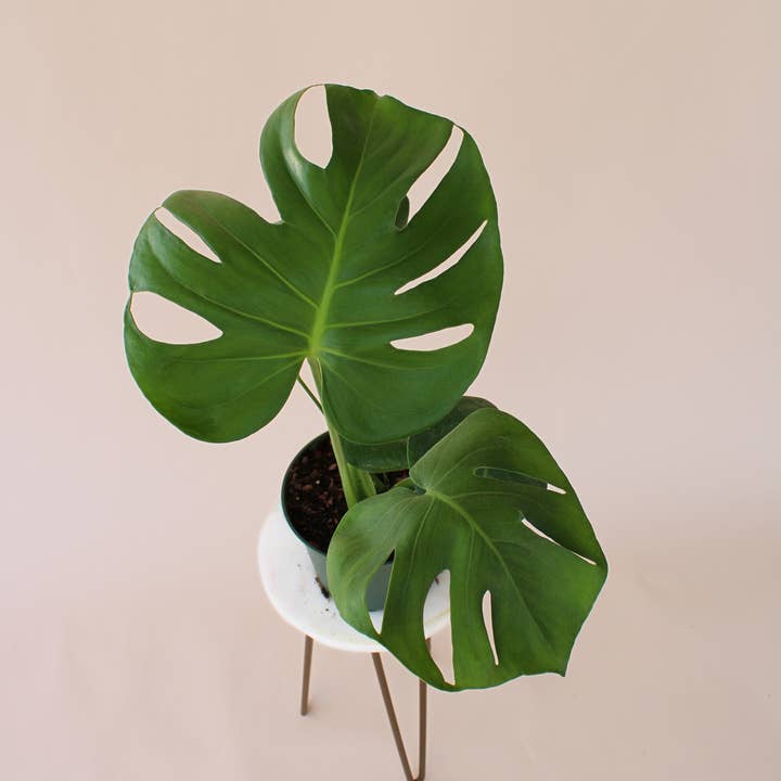 Hidden Valley Ranch & Nursery Inc - Wholesale Live Plant - 6" Monstera Deliciosa **Please see description**2