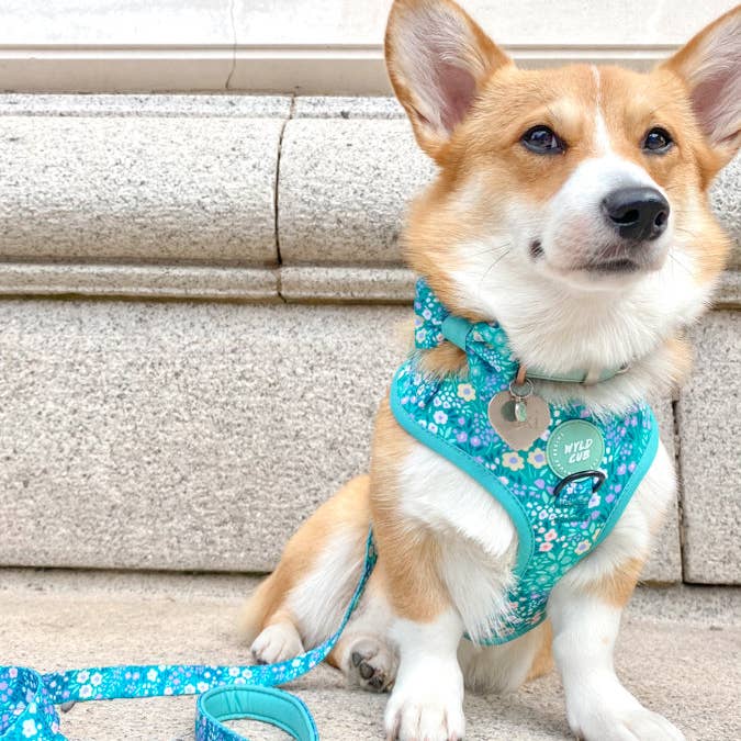 WYLD CUB - Wholesale Pet Harness - Dog - Adjustable Dog Harness: Notting Hill Mint16