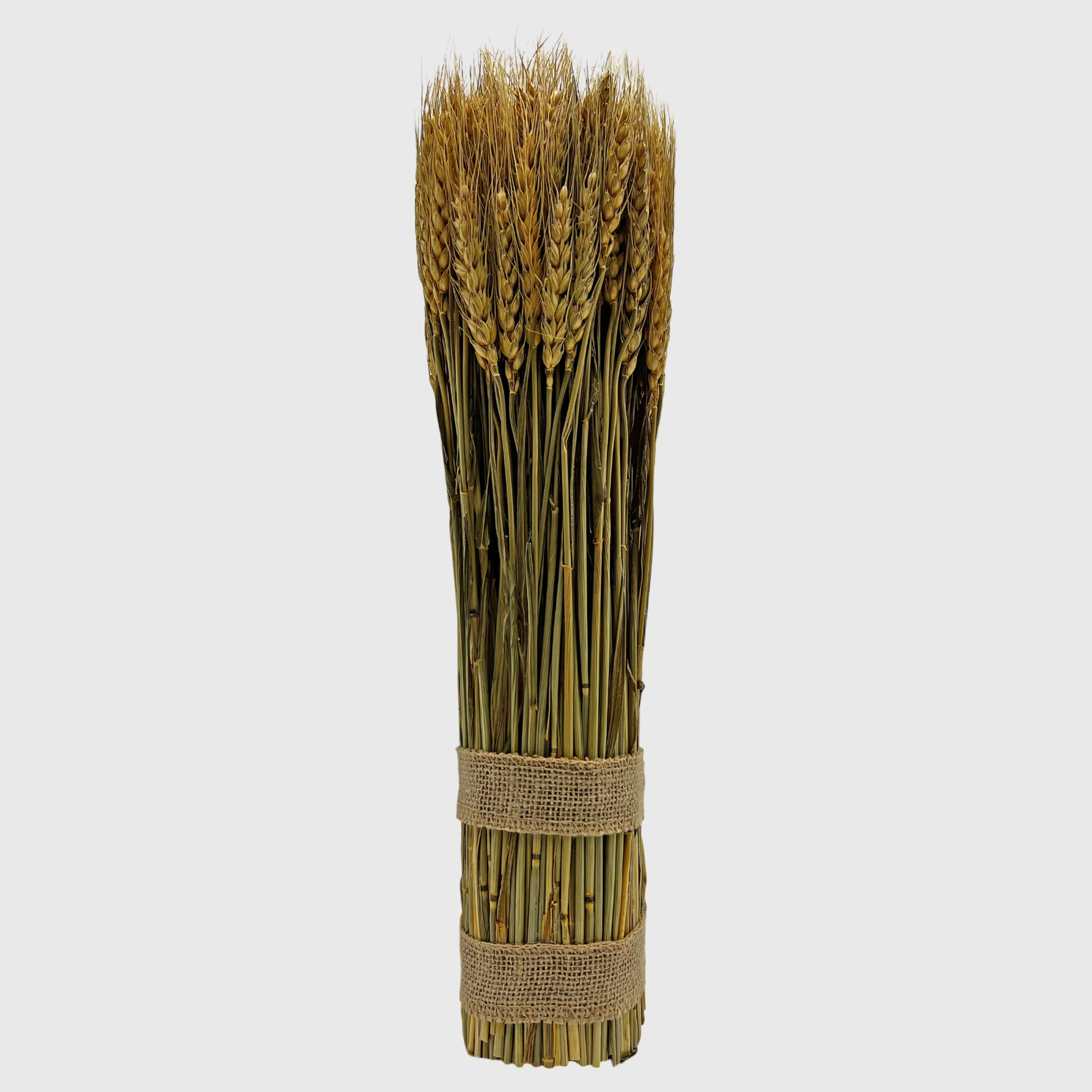 2626 Designs - Wholesale Dried/Pressed Flowers - Fall Harvest Preserved Decorative Wheat Standing Plant 7