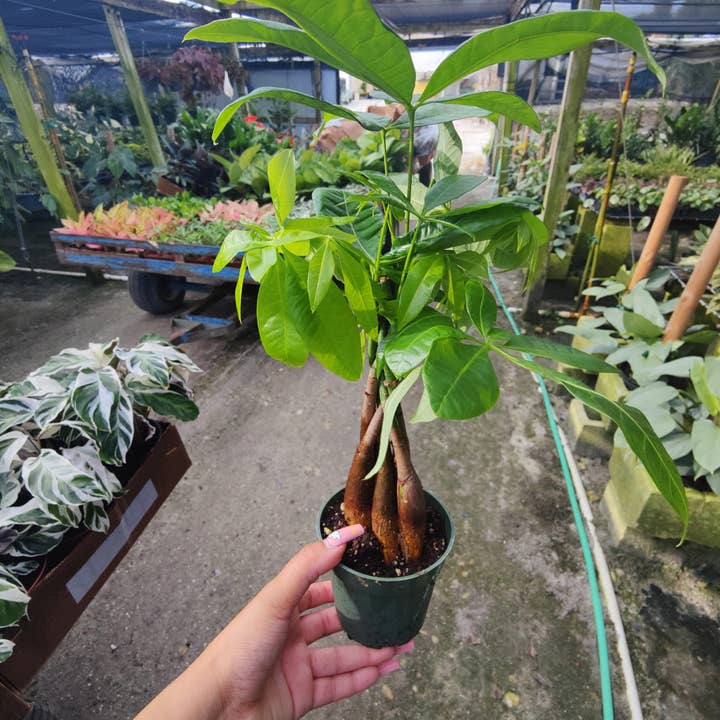 Tresse Pachira Aquatica (arbre à argent) de 4 po pour la vente par Triad Plants