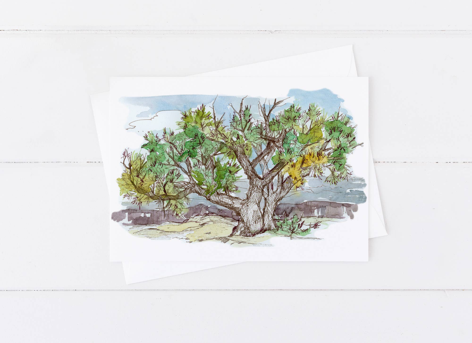 Rugosa & Pine – wholesale Everyday greeting card – Nevada Bristlecone Pine Tree Outdoor Botanical Greeting Card0
