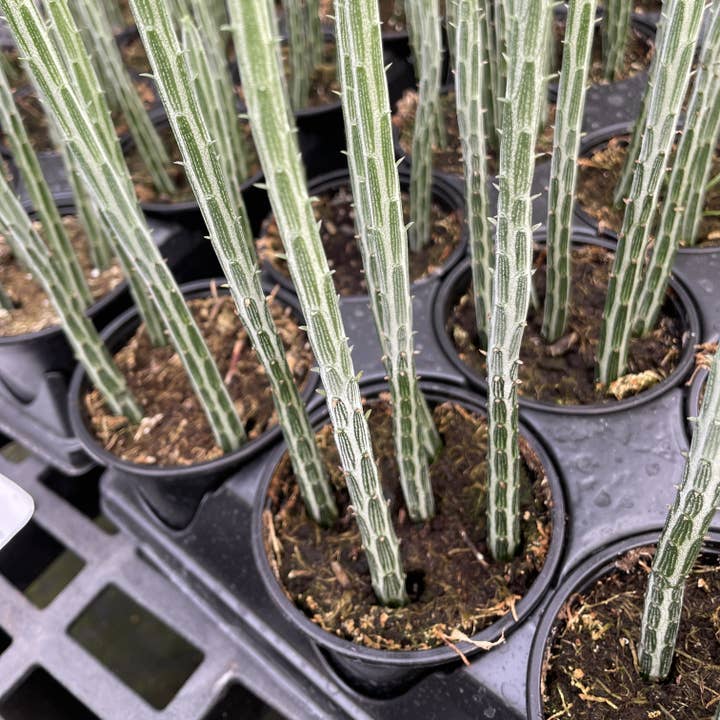 Thorsen's Greenhouse - Vente Plante - Plante Cornichon - Senecio Stapleliiformis - Plante Vivante de 4"6