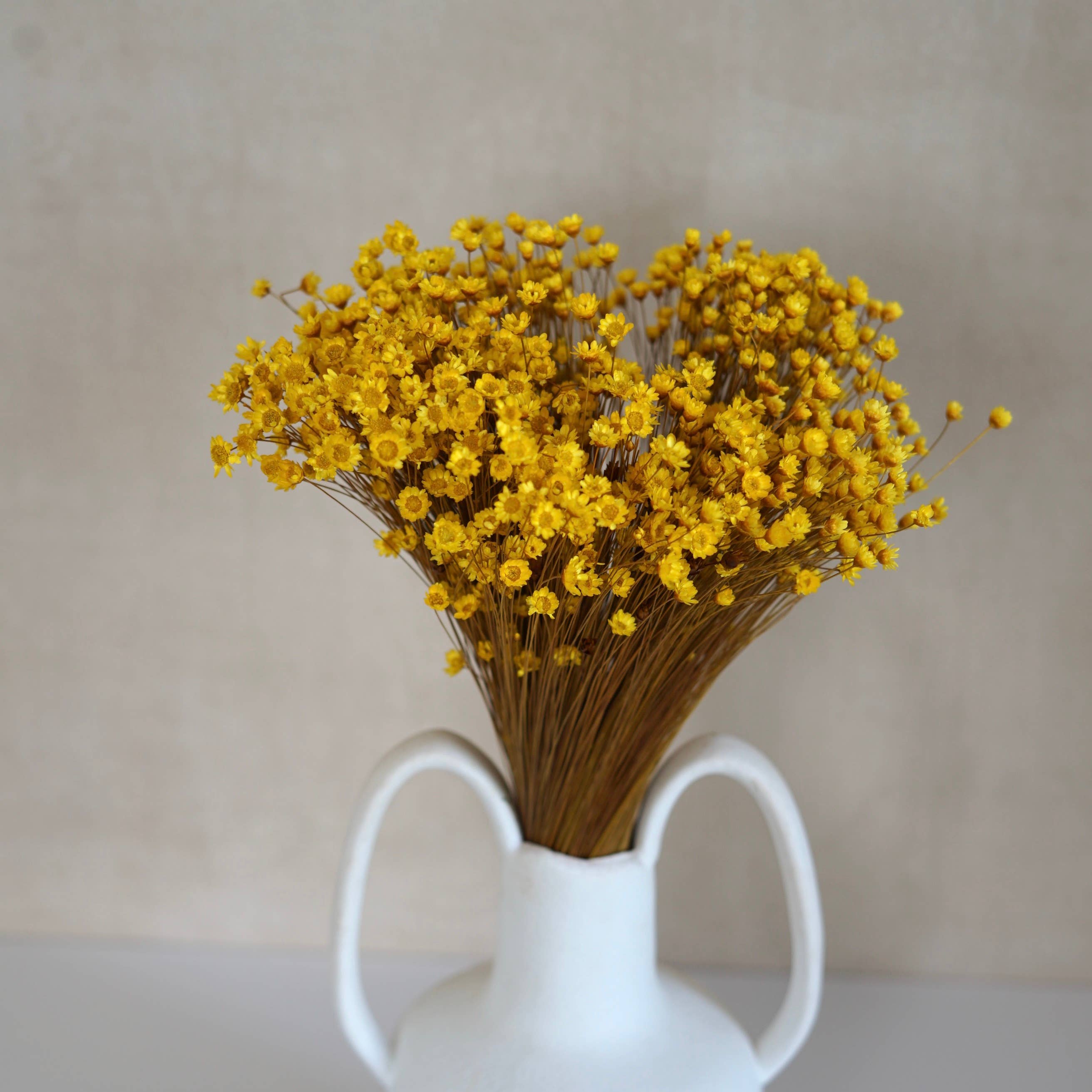 FlowerFantaSee – wholesale Torkade/pressade blommor – Torkade stjärnblommor1