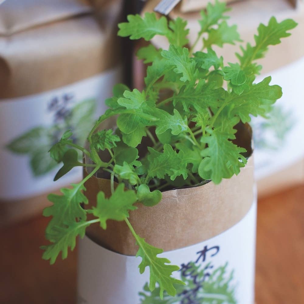 Noted - Wholesale Plant Seeds - Cultivate & Eat - Japanese Flavours2