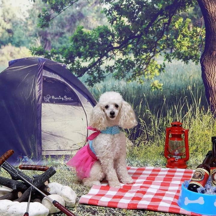 SWANKY PRINTS 4ft x 4ft / Lets Go Camping / Tent for wholesale by Swanky Prints