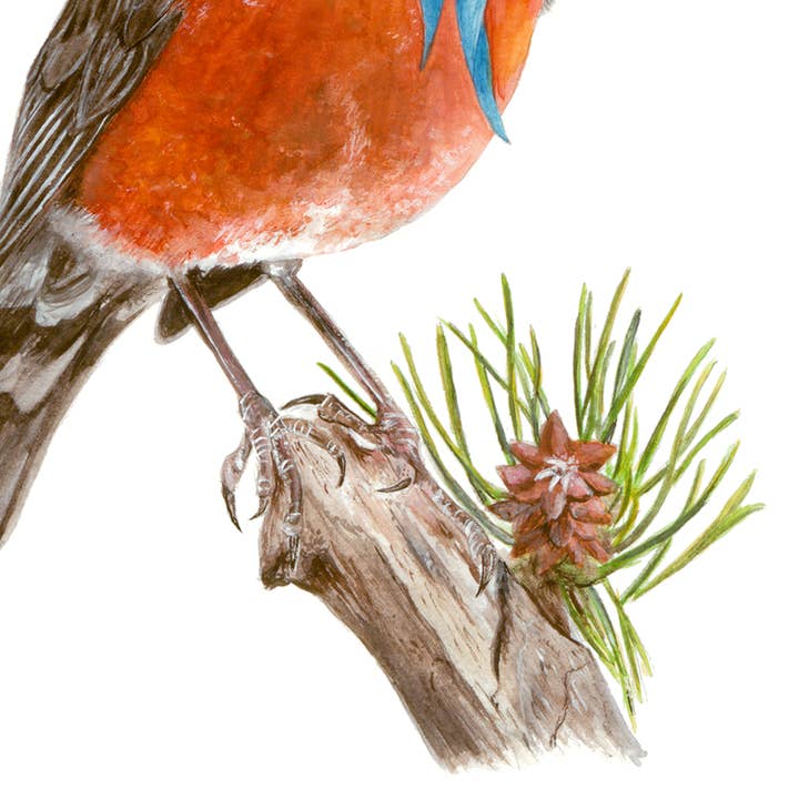 Birds with Hats - Wholesale Art print - Print No.18 - "American Robin with Floppy Hat"2