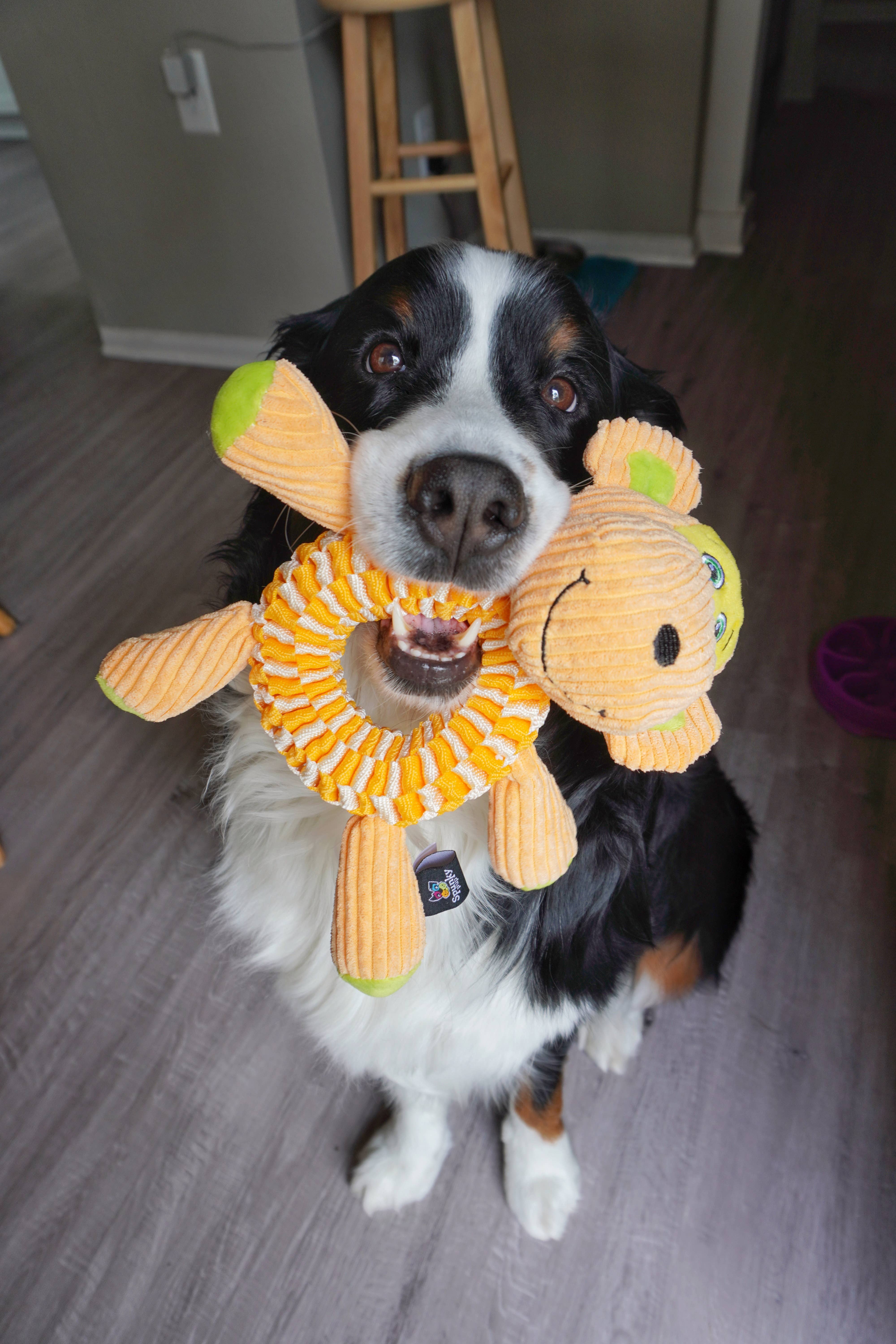 Spunky Pup - Wholesale Pet Plush Toy - Dog - Wibbleez Stretch and Tug Toys5