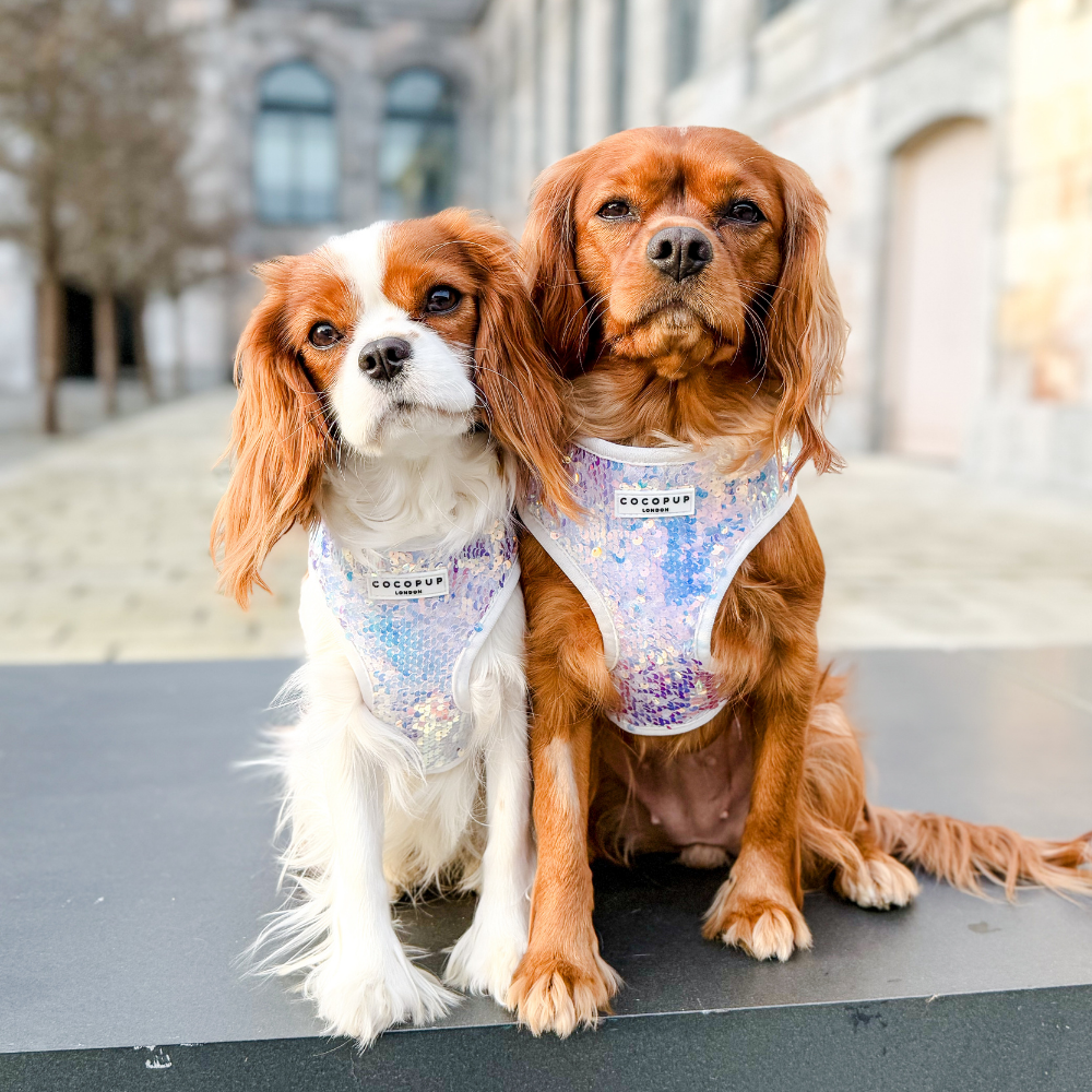 Cocopup London - Vendita all'ingrosso Pettorina - Cani - Imbracatura LUXE Party con Paillettes Olografiche34