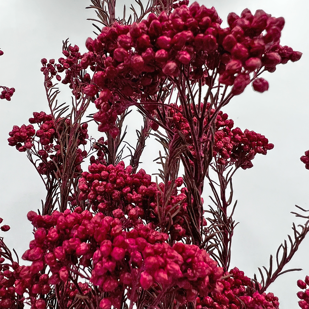 2626 Designs – Engroshandel Tørrede/pressede blomster – Konserveret hirse og risblomst - Immortelle og Ozothamnus blomster8