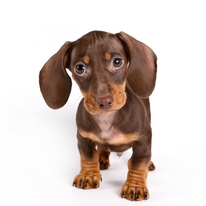 Dachshund Puppy for wholesale by The Retrospect Group Collection