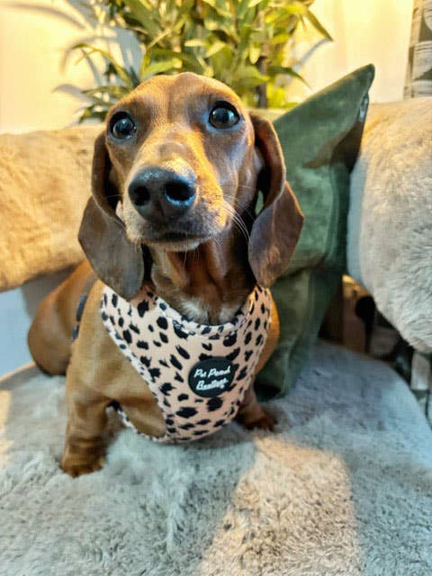 Pet Pooch Boutique - Wholesale Pet Harness - Dog - Polka Pup Noir Dog Harness  (leopard print/timeless classic)4