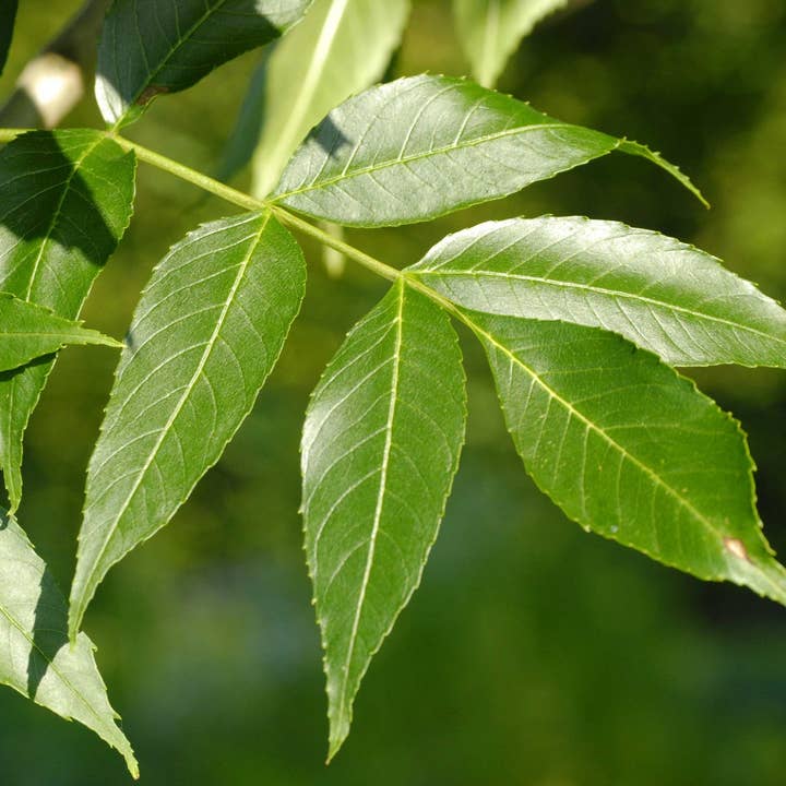 The Rike - Wholesale Plant Seeds - 4 pack x 100 Seeds Green Ash Tree Seeds for Planting