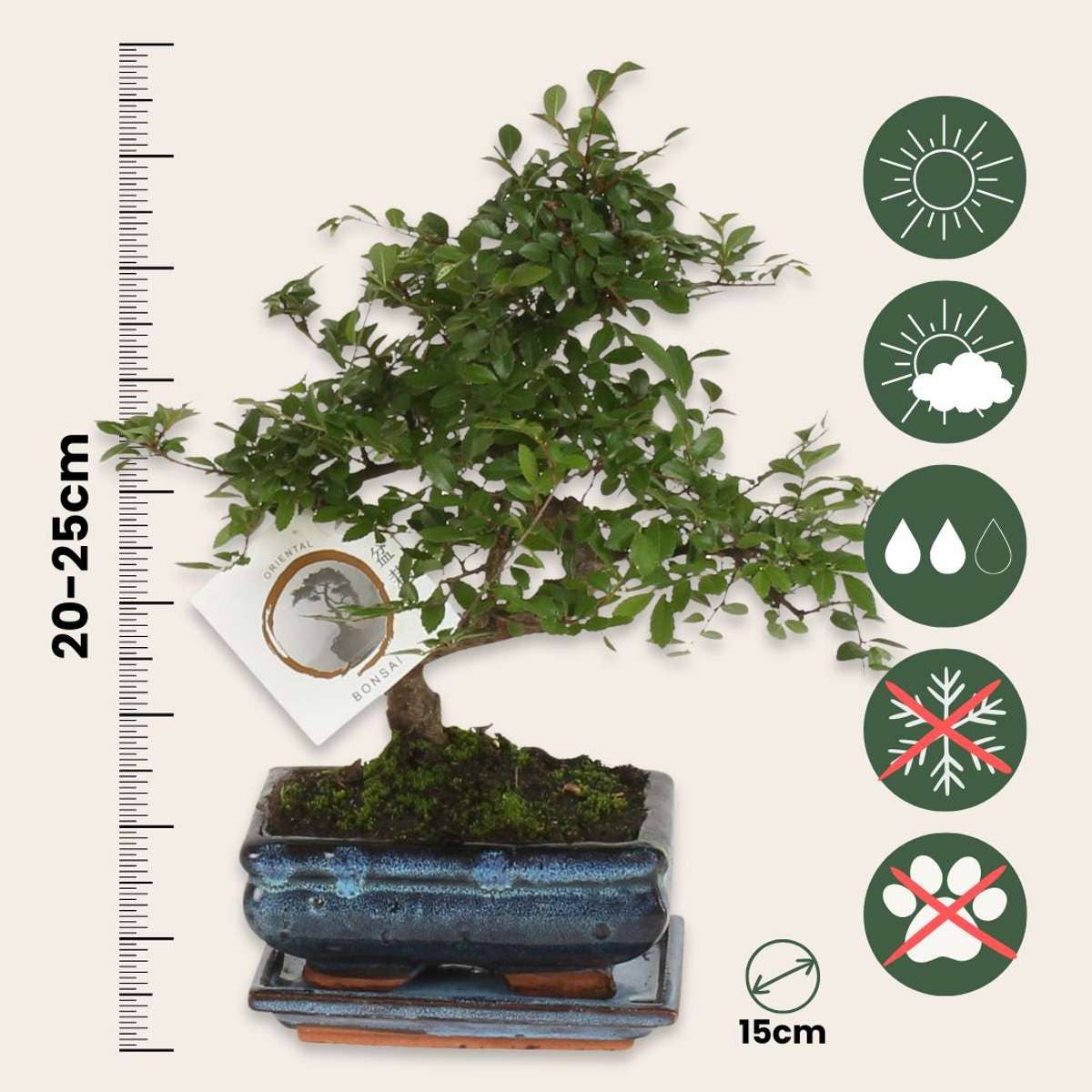 Oasis of Life - Wholesale Live Plant - Bonsai Tree – Zelkova Serrata – Height 20–25cm – Ø15cm – Japanese Elm with Elegant S-Shape – Genuine Bonsai in Ceramic Pot – Easy to Care for & Decorative – For Living Room & Office2
