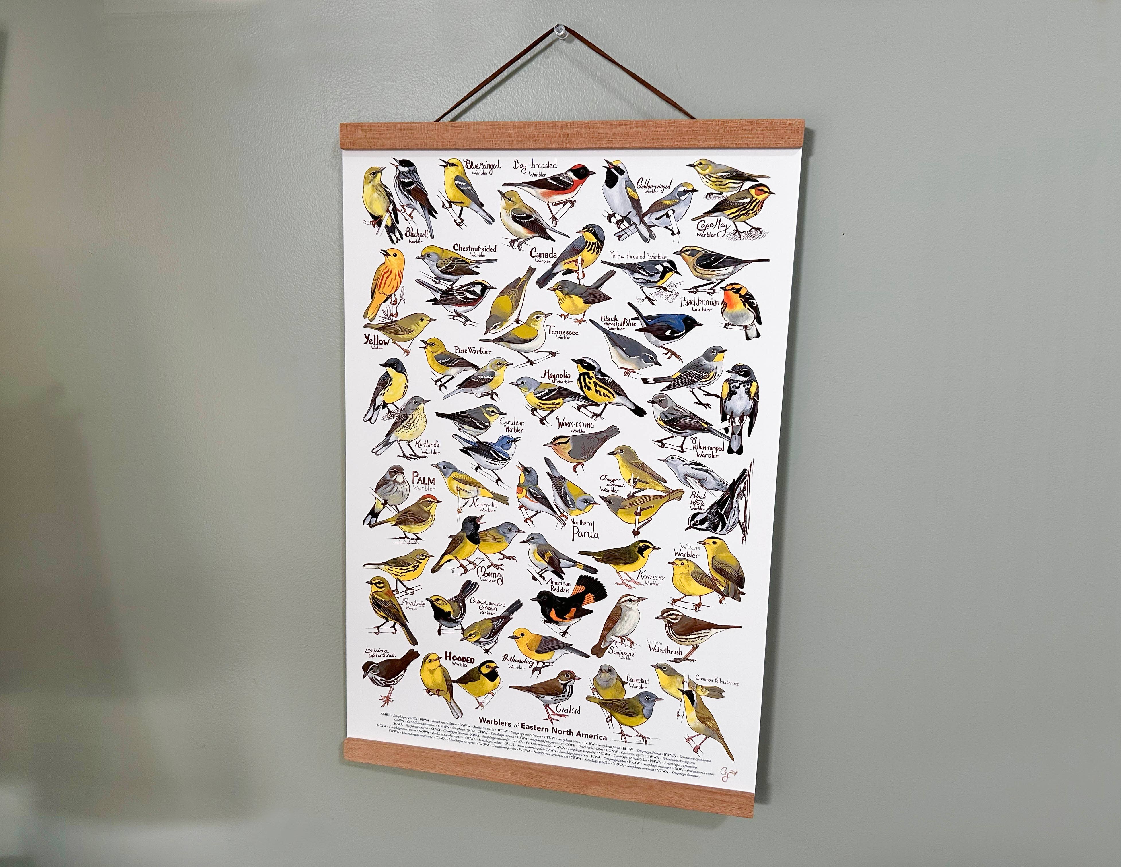 River Thrush Studio - Wholesale Poster - Eastern Warbler Poster2