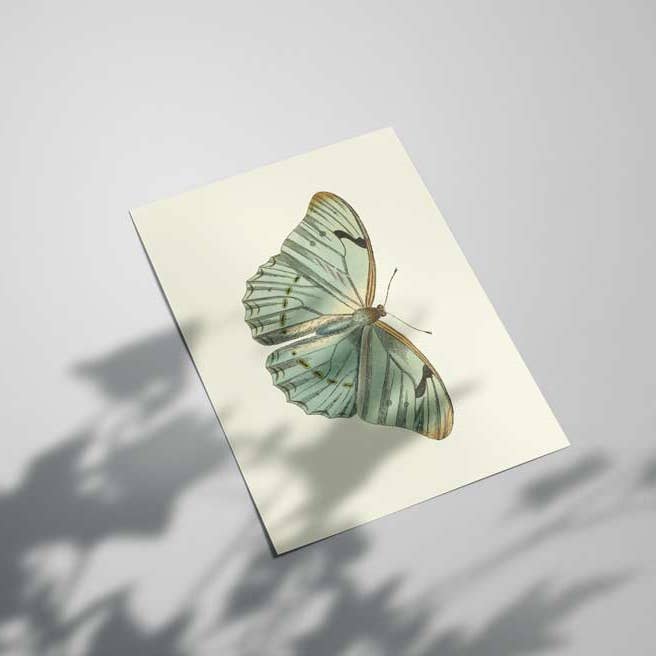 Schmetterling für den Großhandel von Botaniqe