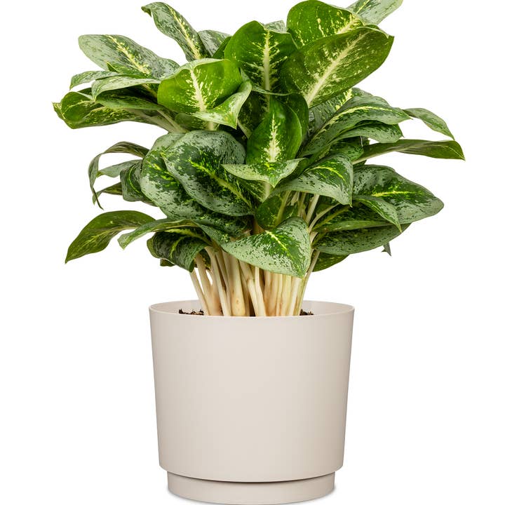 Scheurich - Wholesale Plant Pot - Flowerpot/Planter Plano 236/13 - 21 made of plastic5