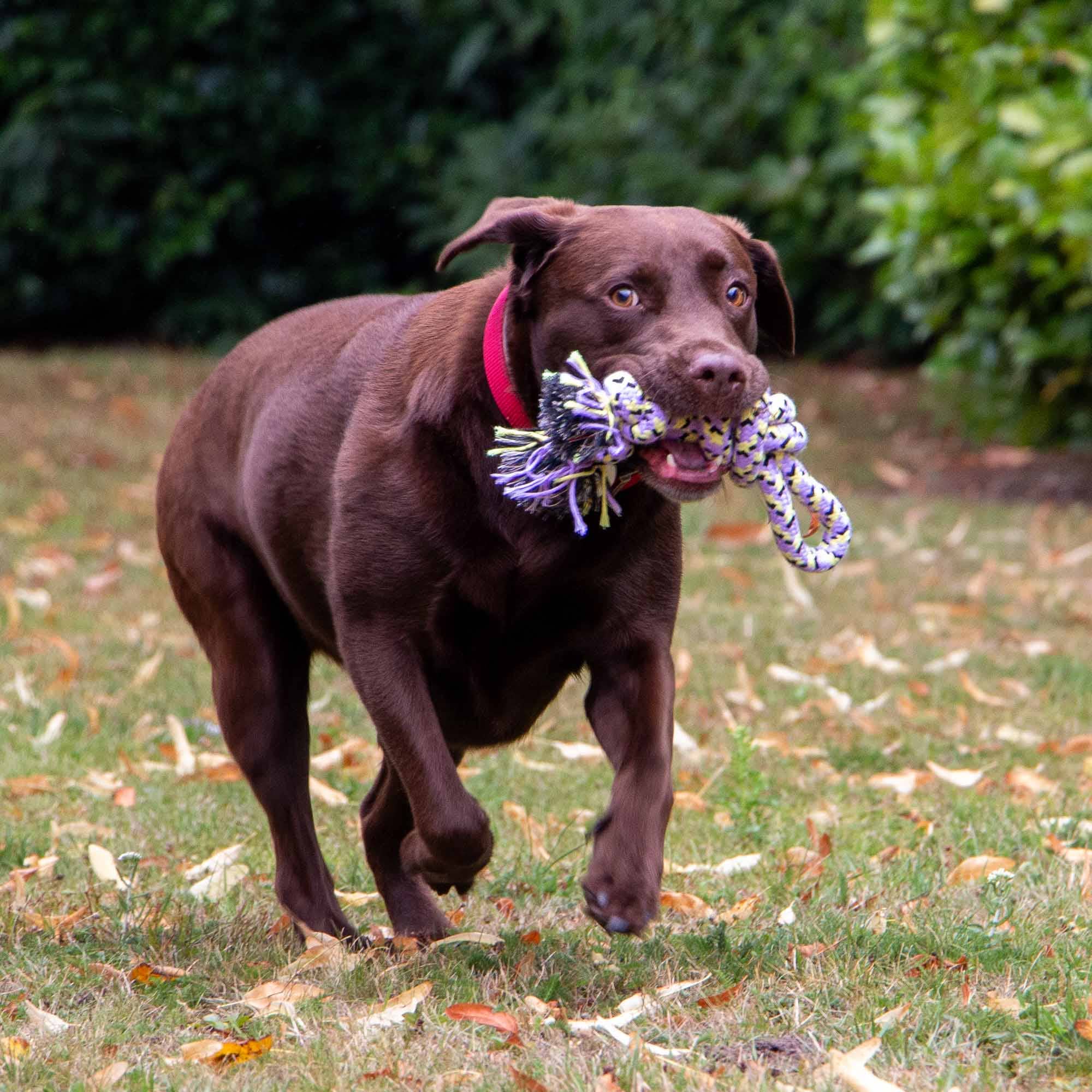 Ancol Pet Products Ltd - Wholesale Touwspeeltje - Hond - Speeltijd Voor Honden Touwknoop1