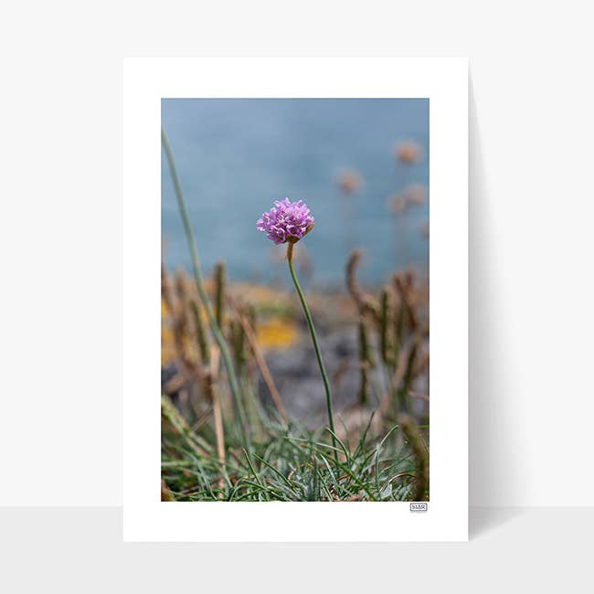 Sea Thrift | Contea di Clare | Irlanda per la vendita all'ingrosso da parte di SIAR Photography