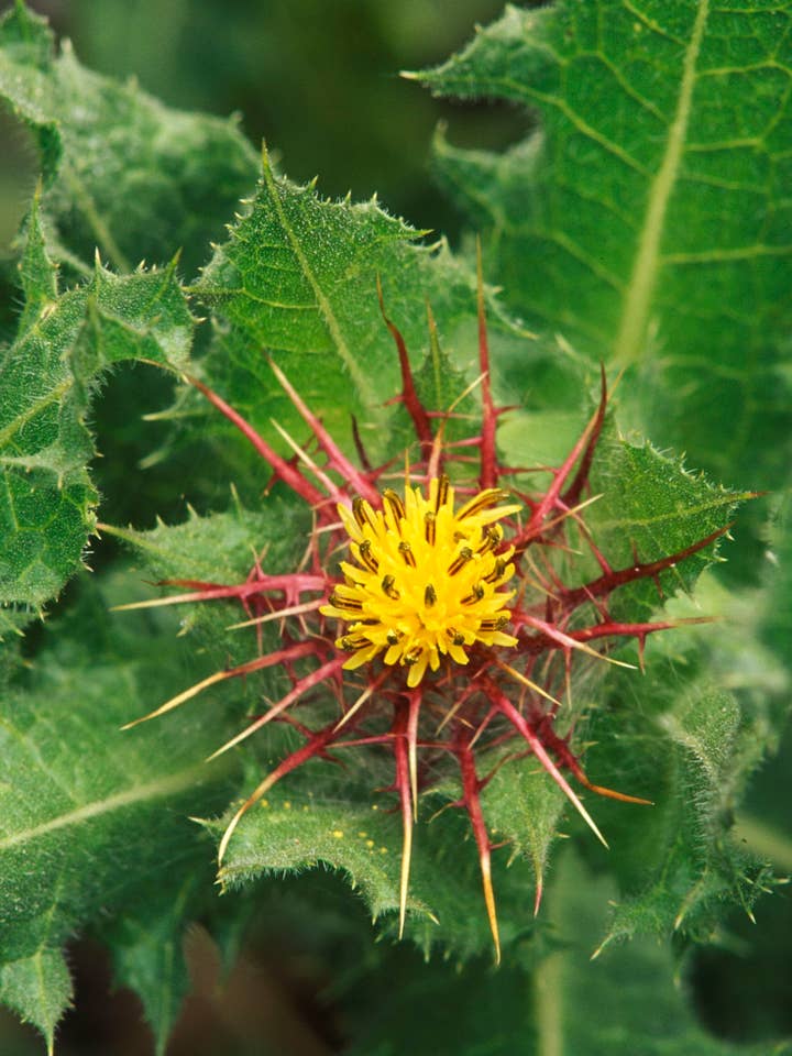 Blessed Thistle Tincture for wholesale by Daydream Organics | Prairie Doctor Brand