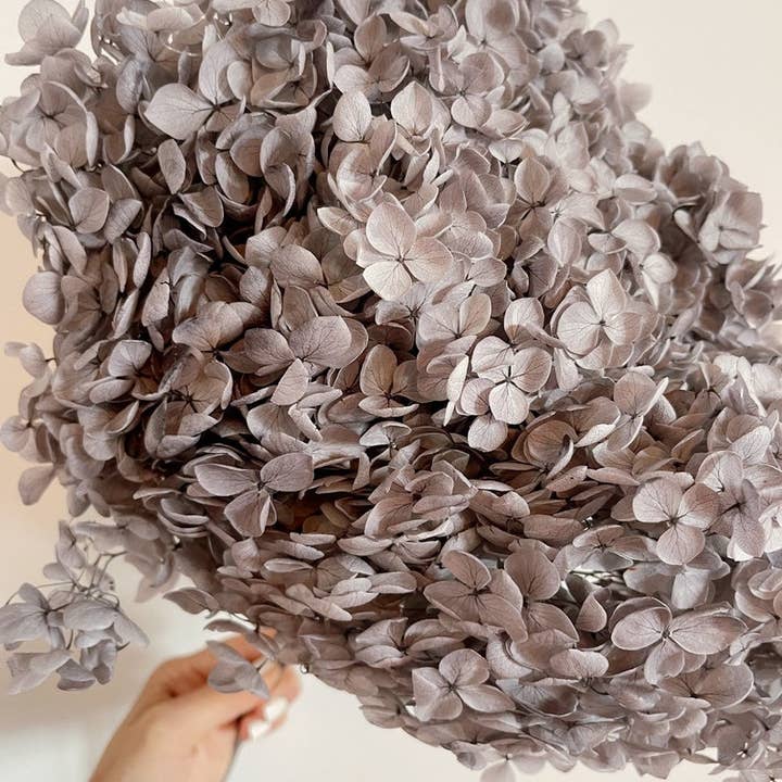 BUI INTERNATIONAL - Wholesale Dried/pressed flowers - Preserved hydrangea glacier grey gradient D20cm2